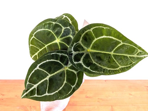 Anthurium forgetii assorted - anthurium,
