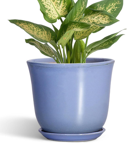 Ceramic plant pots - plant,