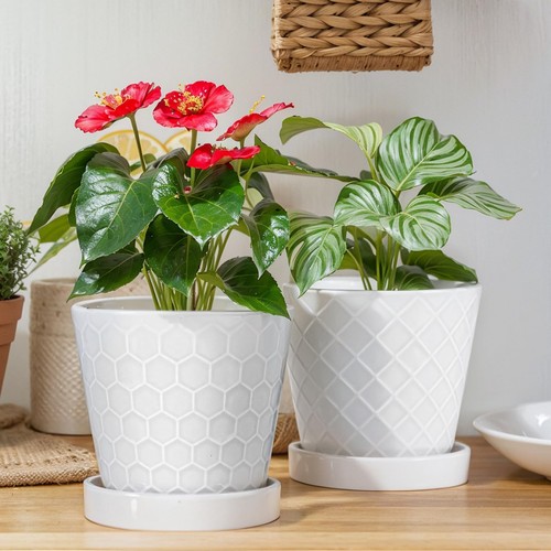 Inch ceramic plant - inch, pots