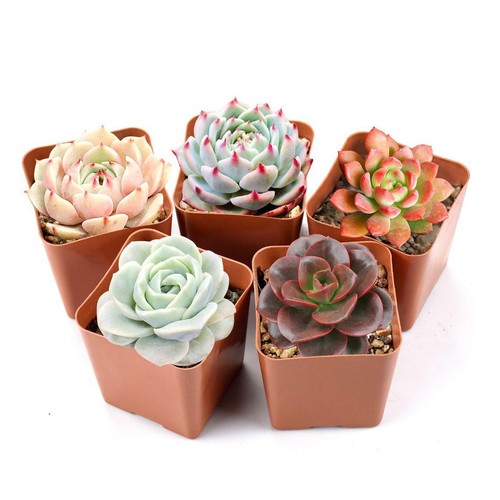 Packs succulent plants 2 - 5, plants,