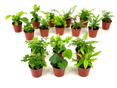 Mini fern plants - fern, plants)